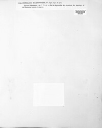 Pistillaria sclerotioides image